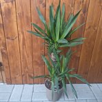 Juka obrovská (Yucca Elephantipes) - výška 50-60 cm, kont. C3L - DVOJKMEŇ